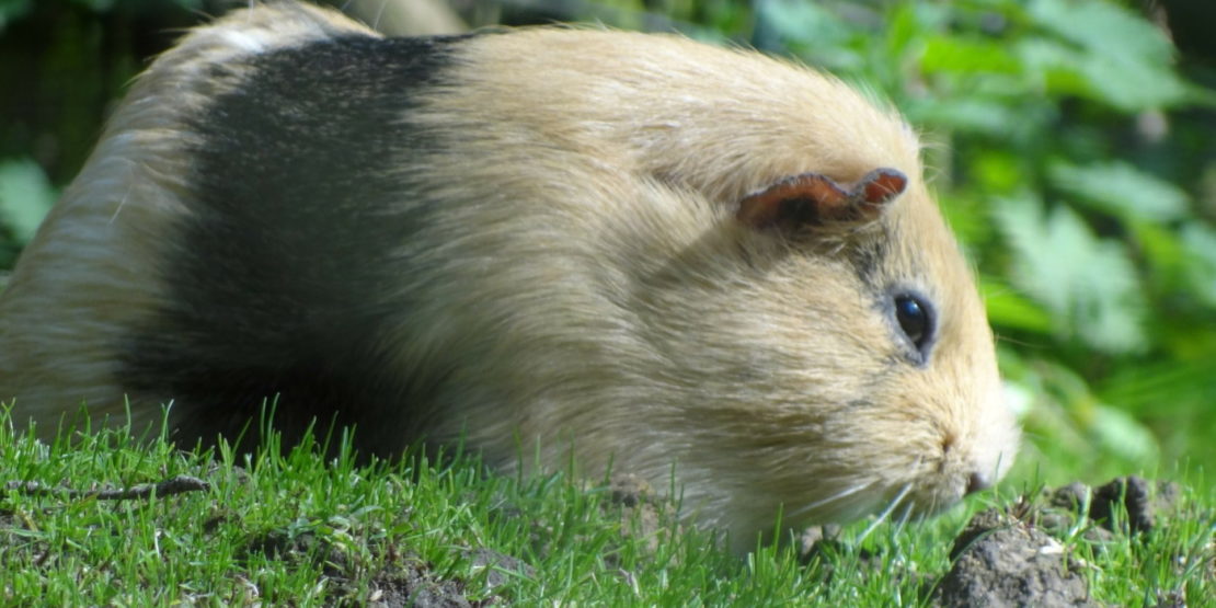 gesundes, zufriedenes Meerschweinchen