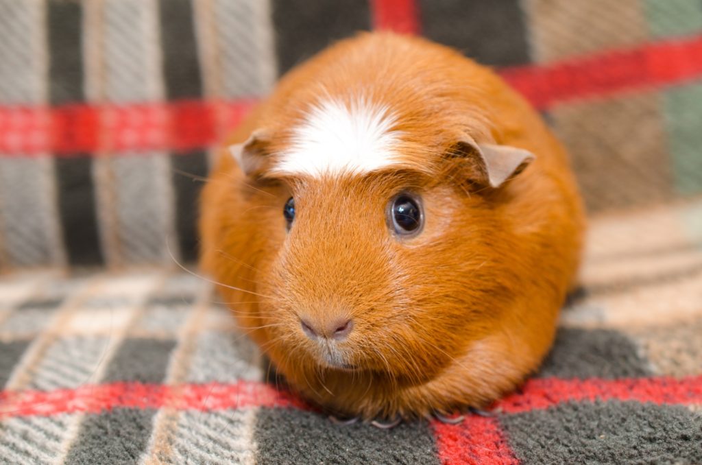 Anfänger Meerschweinchen Crested