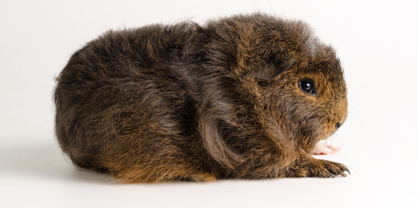 CH-Teddy Meerschweinchen - Pflege, Haltung und Charakter