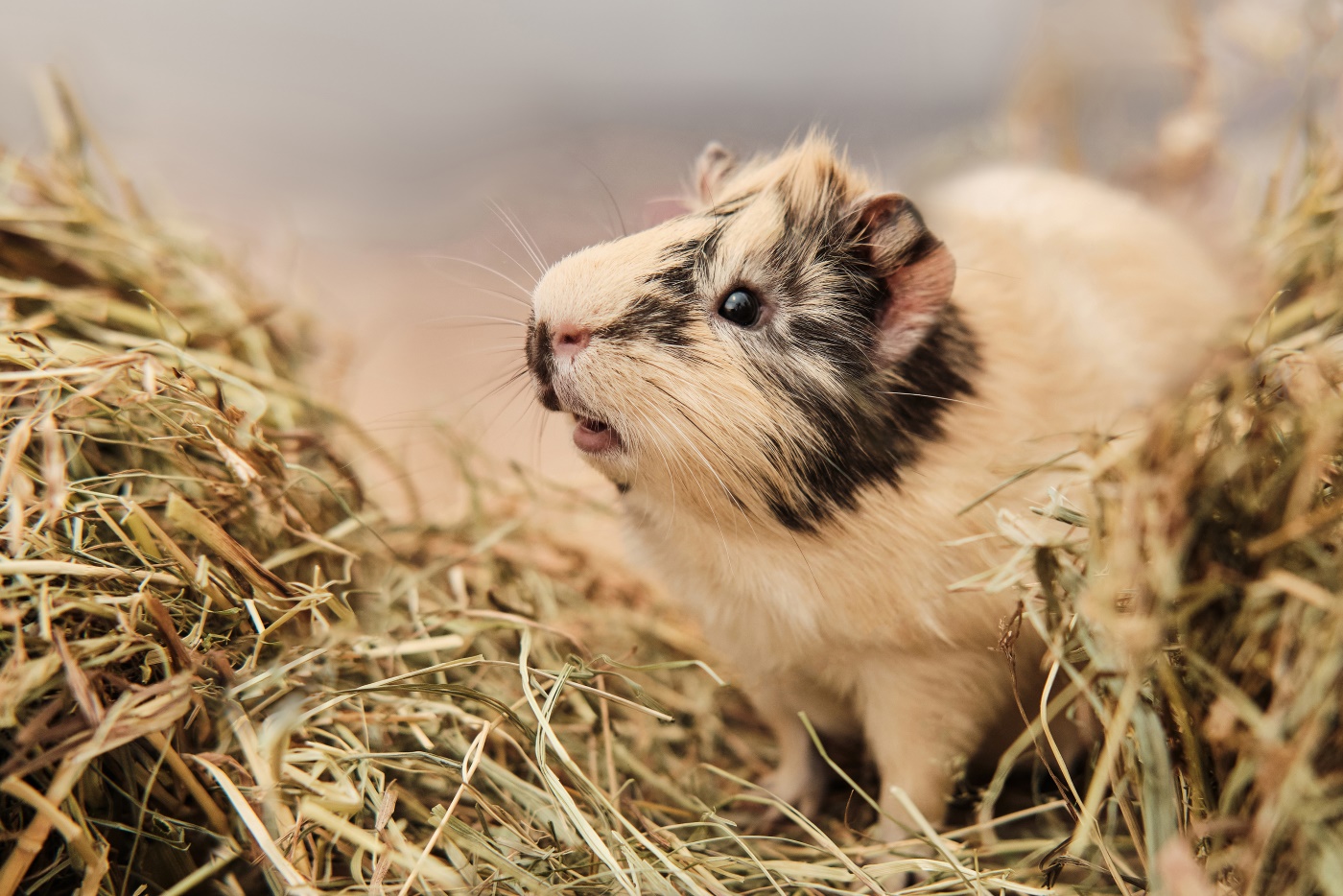 Warum frisst mein Meerschweinchen nicht? - Frisst Kein Futter Mehr