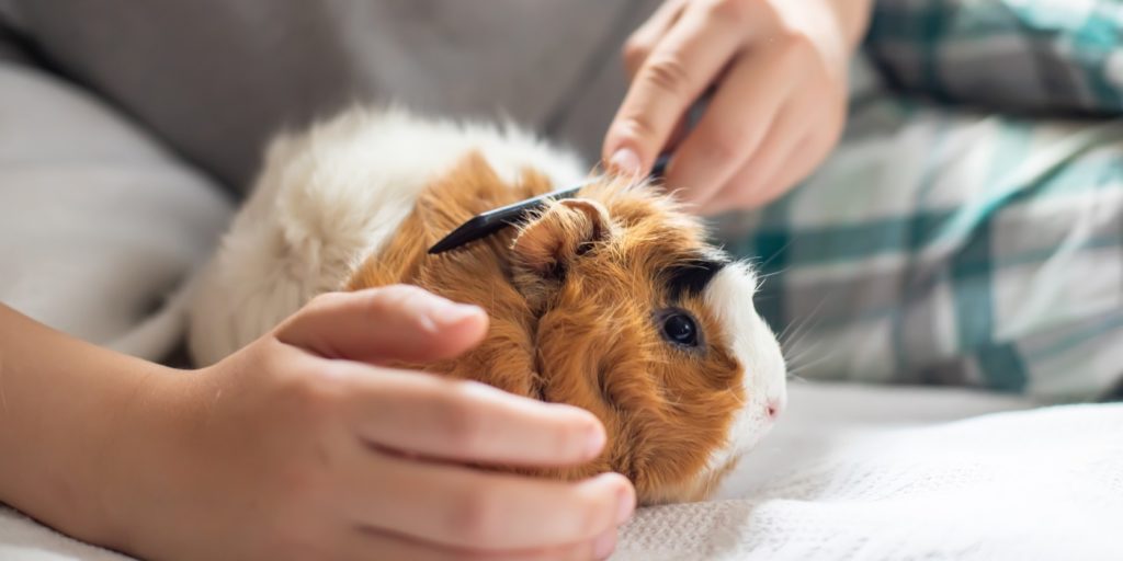 Milben beim Meerschweinchen