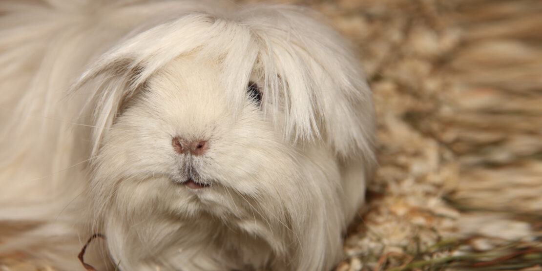 Das Foto zeigt ein Langhaarmeerschweinchen