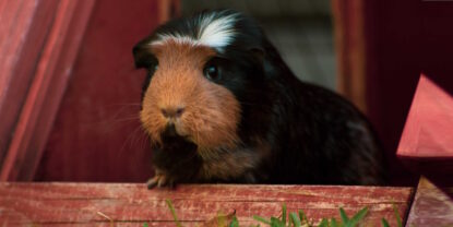 Das Foto zeigt ein Meerschweinchen das aus einem Häuschen heraus schaut