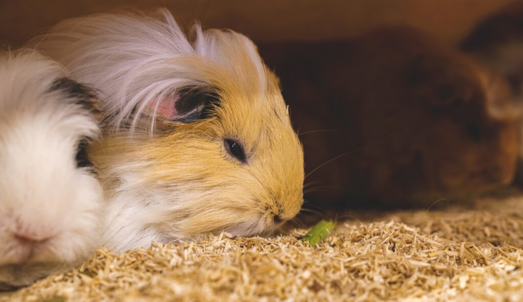 Das Foto zeigt ein Meerschweinchen in seinem Stall