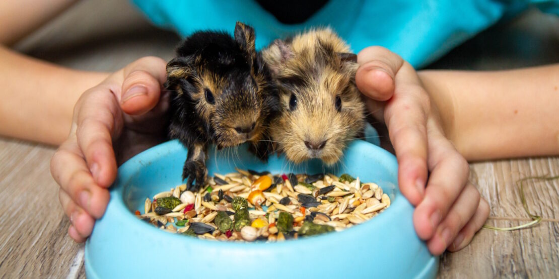 Das Foto zeigt zwei Baby Meerschweinchen an einem Futternapf