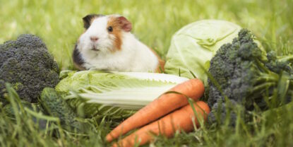 Das Foto zeigt ein Meerschweinchen neben viel Gemüse