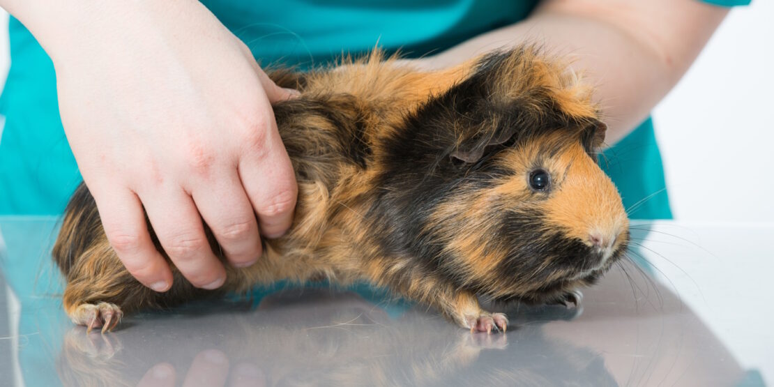 Das Foto zeigt ein Meerschweinchen beim Tierarzt