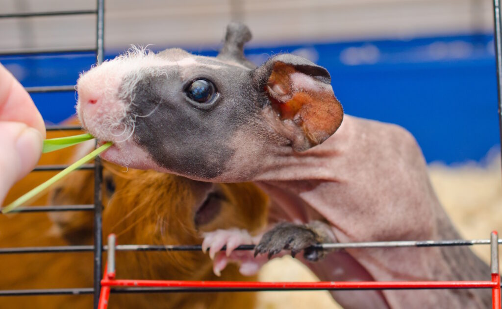 Das Foto zeigt ein junges Meerschweinchen, das aus der Hand gefüttert wird