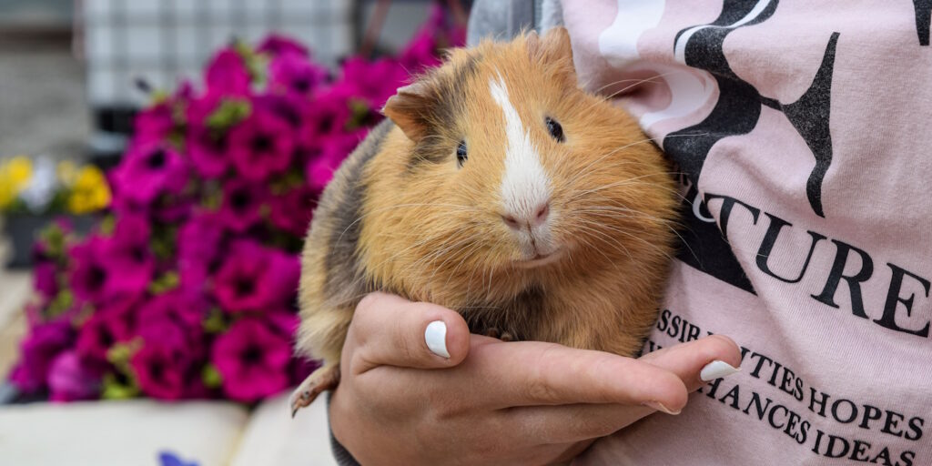 Das Foto zeigt ein Meerschweinchen, das auf dem Arm gehalten wird