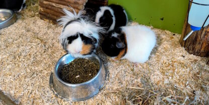 Das Foto zeigt Meerschweinchen in einem eingestreuten Käfig