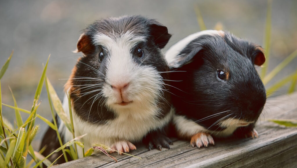 Das Foto zeigt zwei Meerschweinchen-Freunde