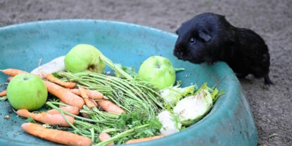 Das Foto zeigt ein kleines Meerschweinchen neben einem großen Futternapf voller Gemüse und Äpfel