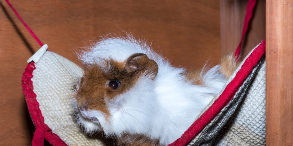 Das Foto zeigt ein Meerschweinchen das sich in einer Hängematte ausruht