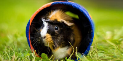 Das Foto zeigt ein Meerschweinchen in einem Tunnel