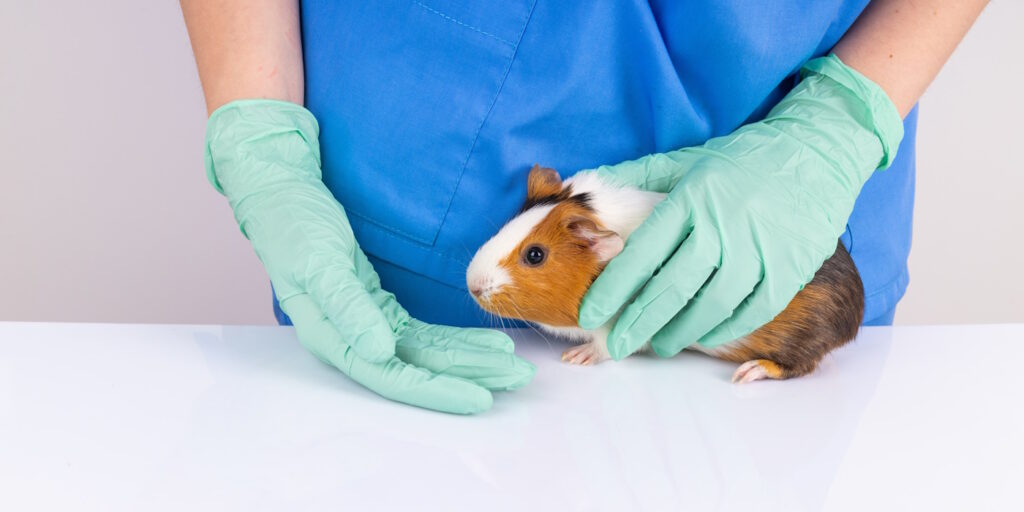 Das Foto zeigt ein Meerschweinchen in den Händen eines Tierarztes