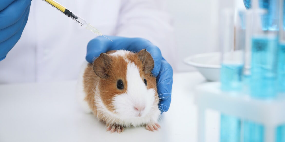 Das Foto zeigt ein Meerschweinchen beim Tierarzt. Auf dem Foto ist auch eine Spritze zu sehen.