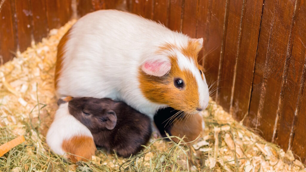 Das Foto zeigt ein Meerschweinchen mi Babys