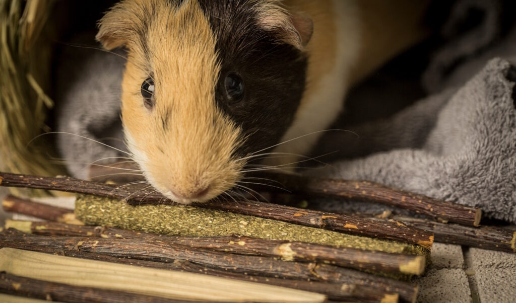 Das Foto zeigt ein Meerschweinchen mit verschiedenen Stöcken