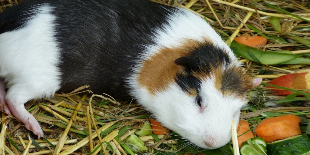 Das Foto zeigt ein Meerschweinchen das sich zum Schlafen hingelegt hat