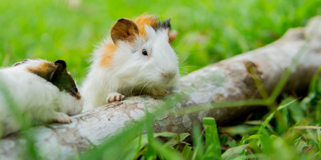 Das Foto zeigt zwei Meerschweinchen, die mit einem Ast spielen