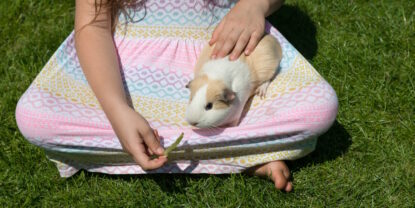 Das Foto zeigt ein Meerschweinchen auf dem Schoß eines Mädchens, das vorsichtig gestreichelt wird