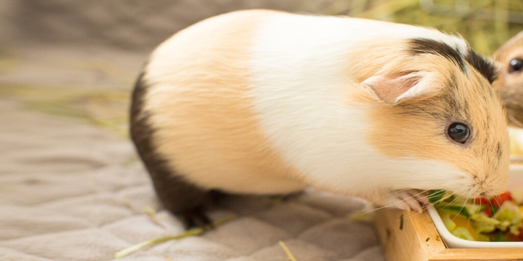 Das Foto zeigt ein Meerschweinchen auf einem Fleece