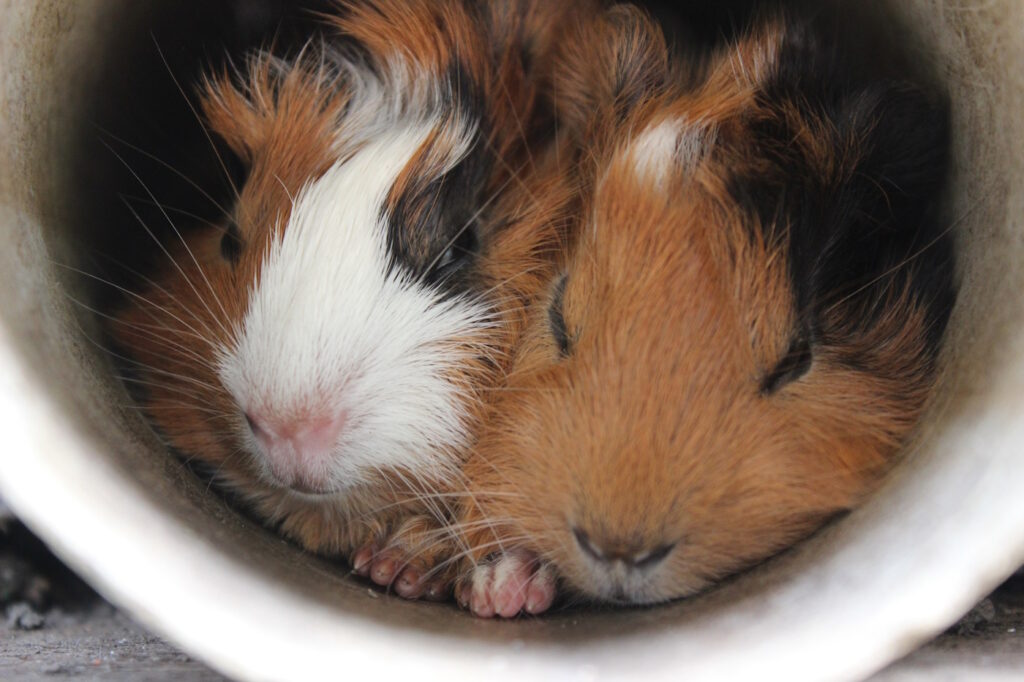 Das Foto zeigt zwei schlafende Meerschweinchen in einer Röhre