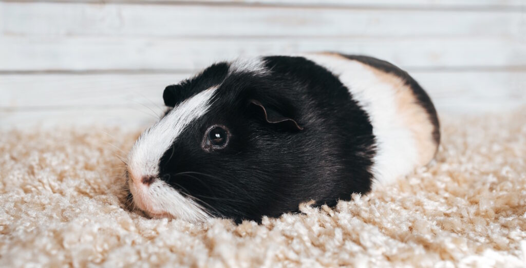 Das Foto zeigt ein trauriges Meerschweinchen