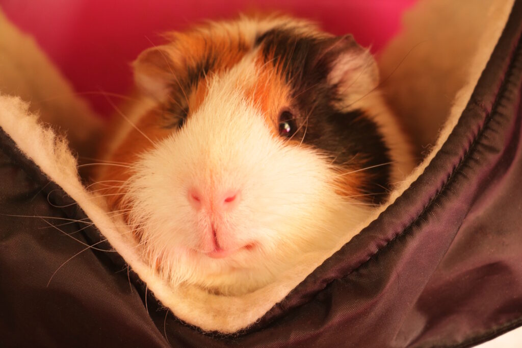 Das Foto zeigt ein Meerschweinchen das zufrieden in einer Hängematte schaukelt