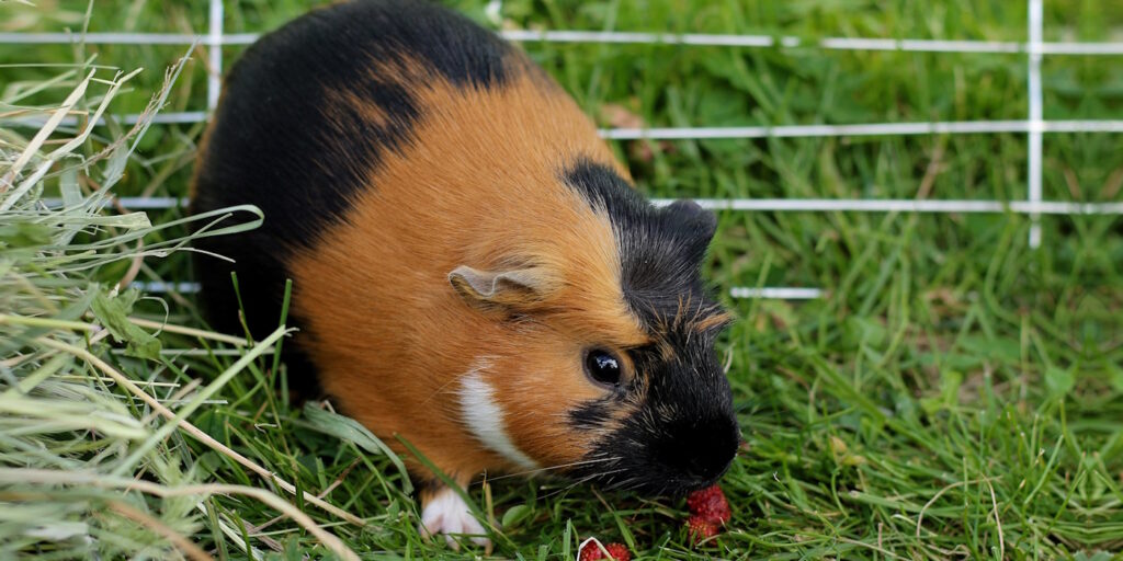 Au Engehege Meerschweinchen Haltung De