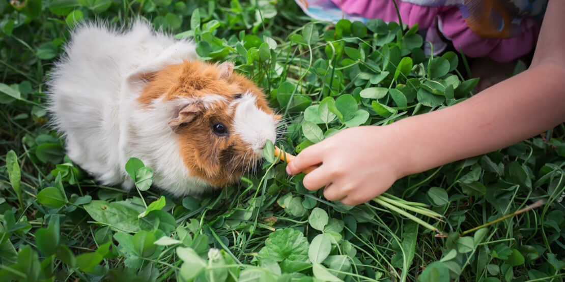 Das Foto zeigt ein Meerschweinchen das im Klee sitzt und eine Karotte bekommt