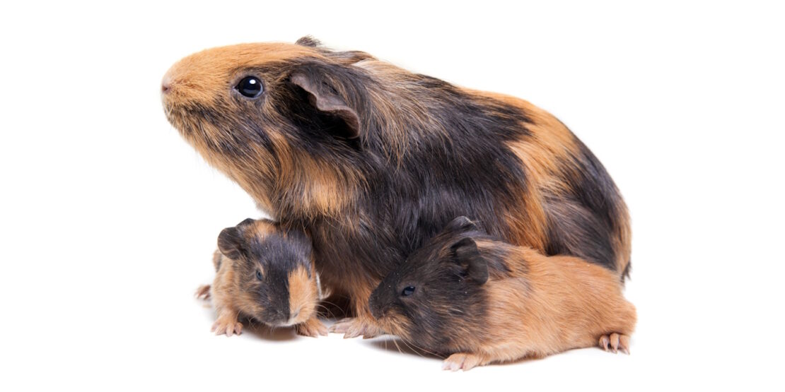 Das Foto zeigt ein Meerschweinchen mit zwei Babys