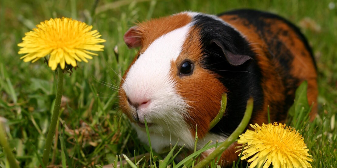 Das Foto zeigt ein Meerschweinchen im Gras