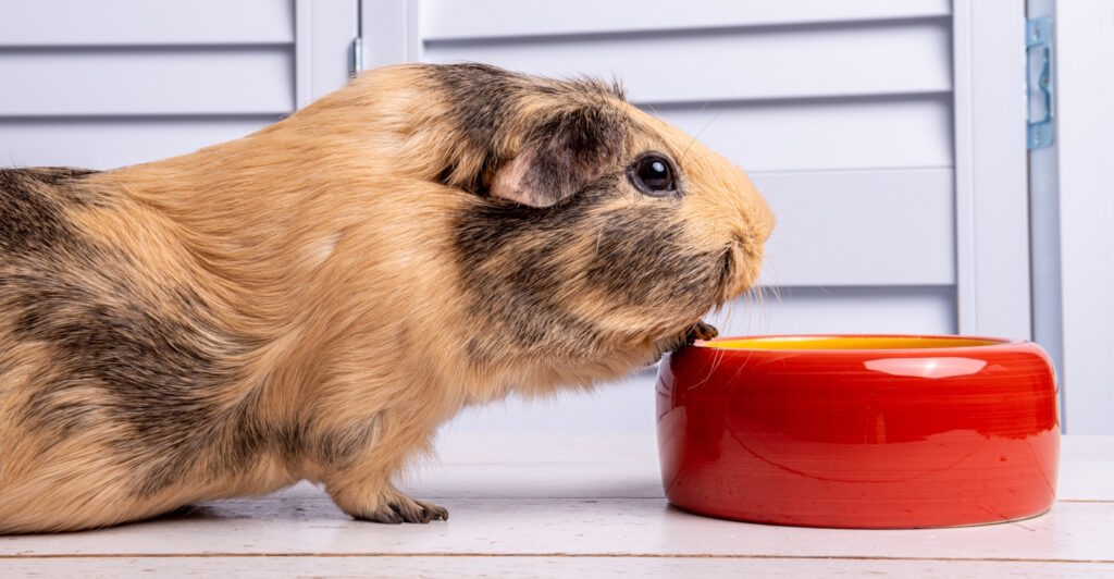 Das Foto zeigt ein Meerschweinchen mit einem Napf