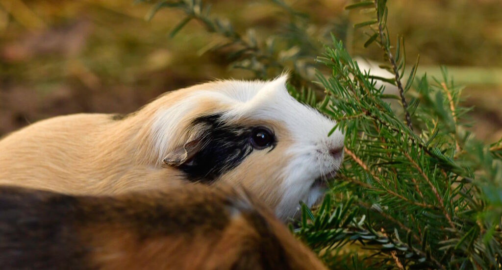 Das Foto zeigt ein Meerschweinchen mit einem Tannenzweig