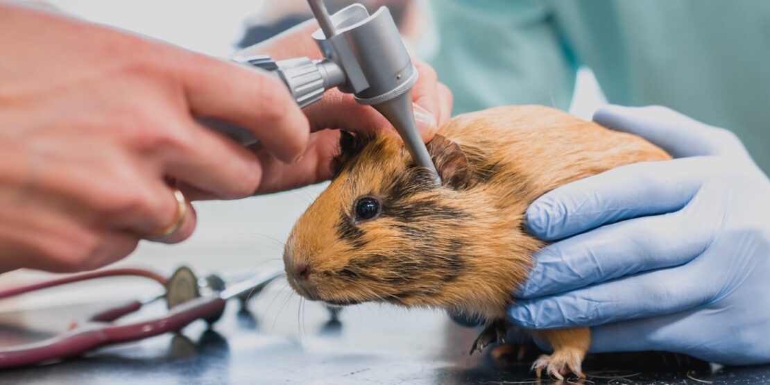 Das Foto zeigt, wie die Ohren des Meerschweinchens untersucht werden