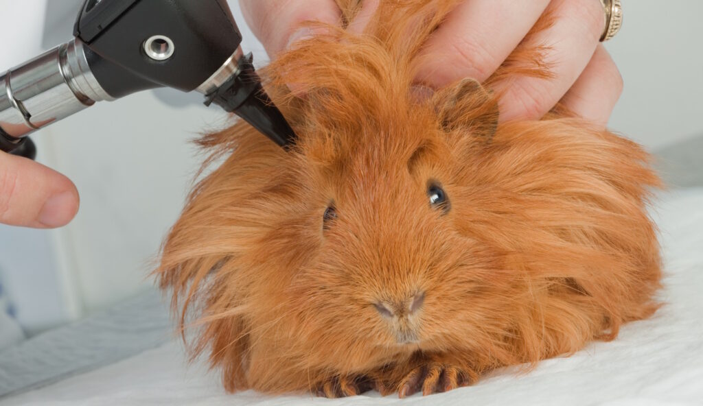 Das Foto zeigt, wie die Ohren beim Meerschweinchen untersucht werden