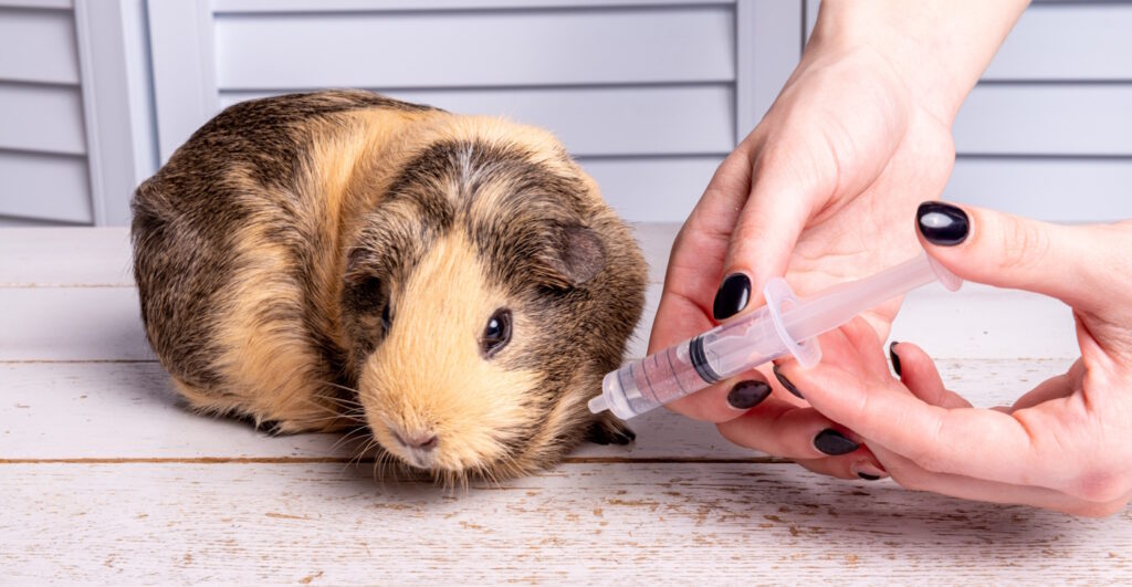 Das Foto zeigt ein Meerschweinchen, das Wasser mit einer Spritze bekommt