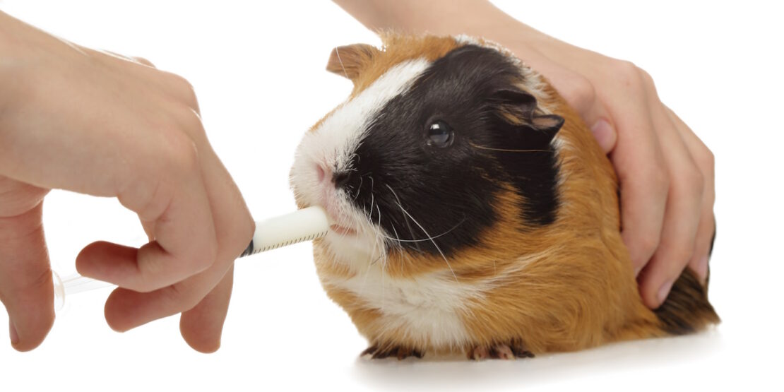 Das Foto zeigt ein Meerschweinchen, das mit einer Spritze gefüttert wird